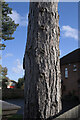 TF0820 : Corsican Pine, Pinus nigra  by Bob Harvey