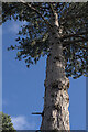 TF0820 : Corsican Pine, Always look up by Bob Harvey
