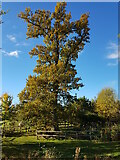 SO8744 : Tree in Croome Park by Jeff Gogarty