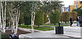 Trees in Eastside City Park