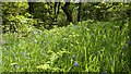 Bluebells by the River Clywedog