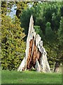SO6854 : A tree stump at Brockhampton by Philip Halling