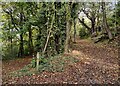 SJ6502 : Paths and Woodland at Benthall Edge by Mat Fascione