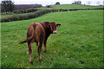 H4968 : A lone calf, Camowen by Kenneth  Allen