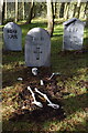 Graves in the Halloween Spooky Wood, Matlock Farm Park