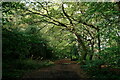 Chislehurst Common