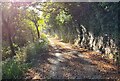 Autumn afternoon sun on the track in the valley at Maenporth