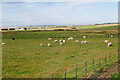 ND3548 : Sheep Grazing next to the A99 by David Dixon