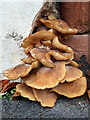 SJ3965 : Fungi in Curzon Park North, Chester by John S Turner