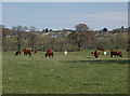 NH5252 : Cattle, by Logieside by Craig Wallace