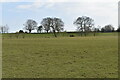 Pasture near Appledore