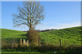 Tree and hedge, Freughmore