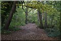 On the Green Chain Walk through Elmstead Wood