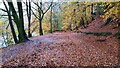 Riverside path in Birnam Wood