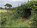 SW5531 : Overgrown stile on the footpath  by David Medcalf