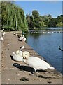 Cardiff - Roath Park Lake - Swans