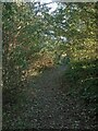 Public footpath in woodland east of South Cornelly