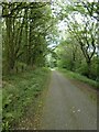 NCN492 in Pen-y-lan Woods, using old railway line