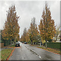 Cavendish Avenue in autumn