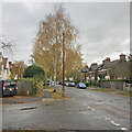 Hinton Avenue: golden birch leaves