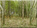 Plantation woodland near Park Farm