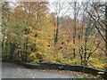 SJ2950 : Autumnal woodland by John H Darch