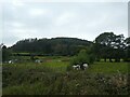 The woodland of Graig Ddu