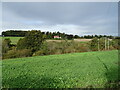 Crop field beside the River Teviot