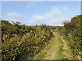 SW5929 : Bridleway near the clay pit pool by David Medcalf