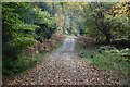 Track in Godshill Inclosure