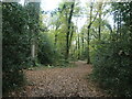 Path through Zionshill Copse