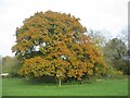 Oak, Tutbury Avenue