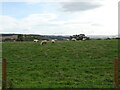 Sheep grazing on bank