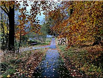 H4772 : Fallen leaves, Cranny by Kenneth  Allen