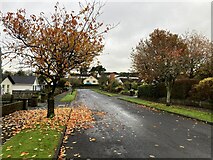 H4672 : Fallen leaves, Georgian Villas, Campsie, Omagh by Kenneth  Allen