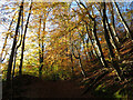 Autumn colours on Lesser Garth Hill