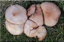 NJ3764 : Fungi by Anne Burgess
