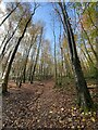 Avenue through birch trees