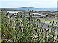 NO4202 : Teasels on the shoreline at Lower Largo by Mat Fascione