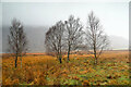 SH6249 : Winter birches on Nantgwynant by Andy Waddington