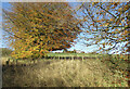 Glimpse of Newsteadings farm buildings