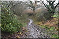 Muddy bridleway