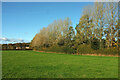 Field and trees by Bradleyford Corner