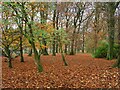 SK2579 : A carpet of leaves in Granby Wood by Graham Hogg