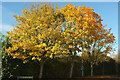 Trees, De Tracey Park, Bovey Tracey