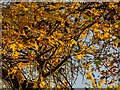 TF0820 : Autumn leaves by Bob Harvey