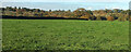 Field near Challabrook Farm