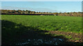 Cattle pasture, Challabrook Farm