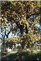 SK9903 : English Oak, Quercus robur by Bob Harvey