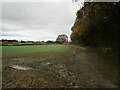 Autumn sown crop off Rebecca Road